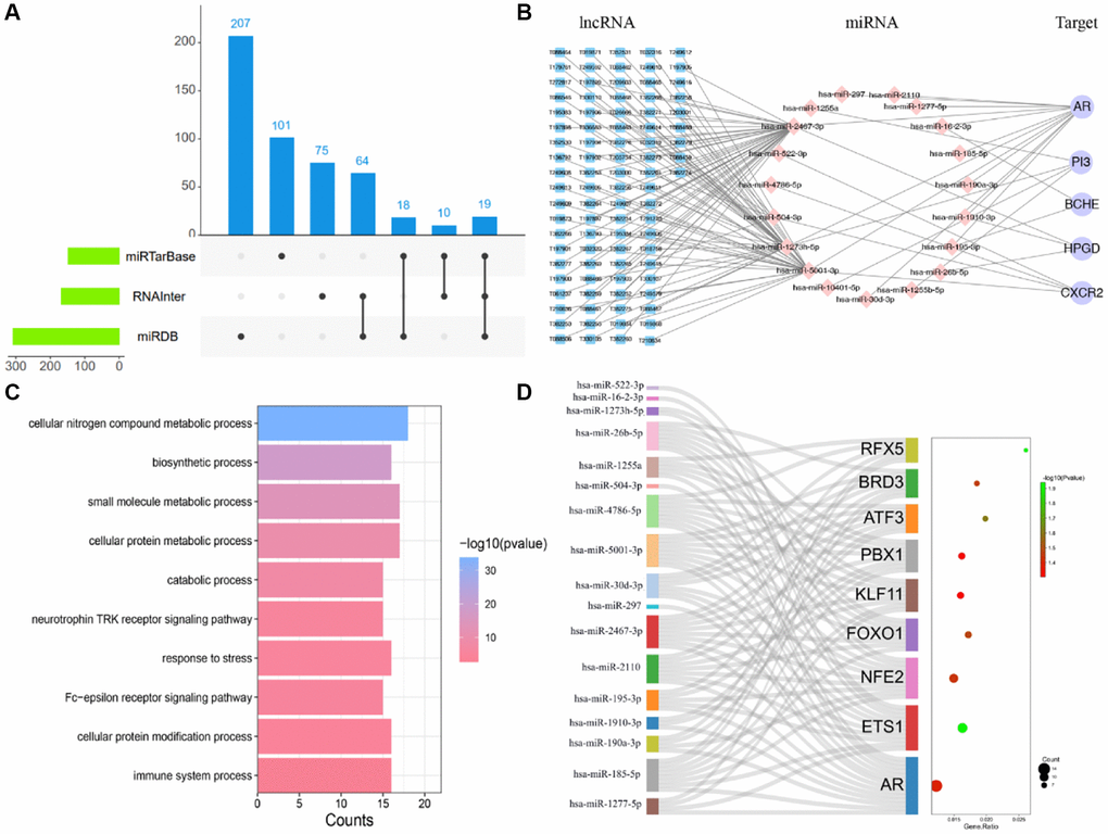 LncRNA-miRNA-target gene network of AAK hub-targets. (A) The 19 regulated hub-targets from 3 mi RNA databases; (B) The network of LncRNA-miRNA-target gene; (C) Biological processes of 19 regulated miRNA; (D) TF-miRNAs regulatory network).