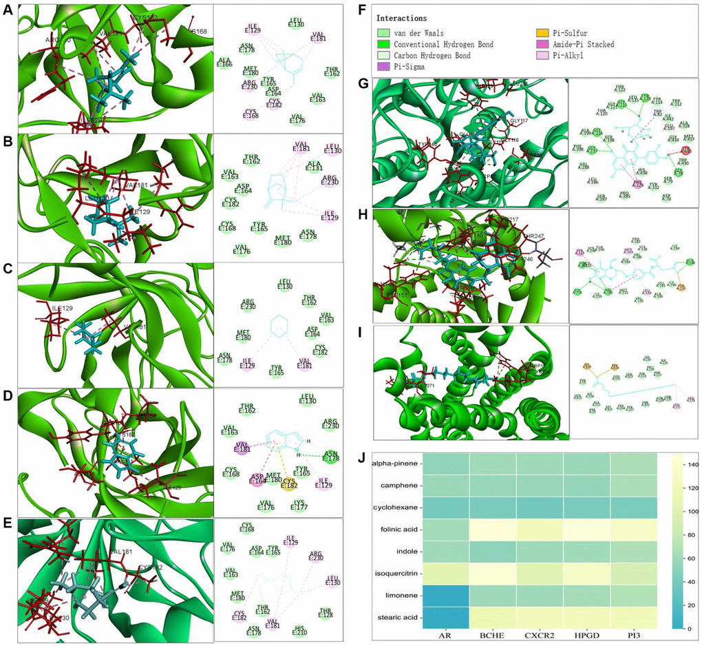 Molecular docking analysis between AAK compounds and hub-targets. (A–E) 2D and 3D structure visualization of alpha-pinene, camphene, cyclohexane, indole, limonene interaction docked with PI3; (F) type of interaction between key compounds and hub targets; (G) 2D and 3D structure visualization of folinic acid interaction docked with PHGD; (H) 2D and 3D structure visualization of isoquercitrin docked with BCHE; (I) 2D and 3D structure visualization of stearic acid interaction docked with CXCR2; (J) hot map of docking score.