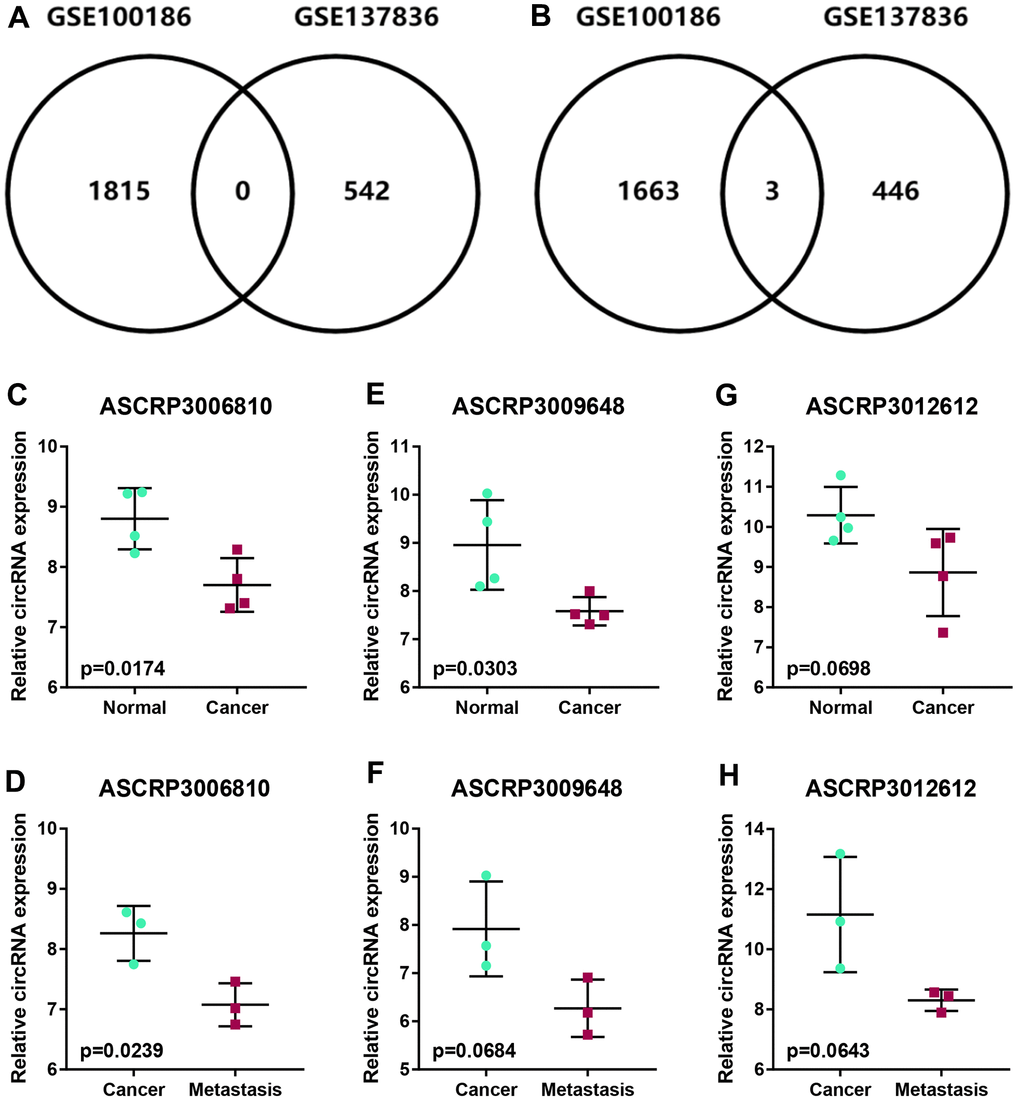 Identification of potential circRNAs associated with metastasis of ccRCC. (A) The intersection analysis for the significant upregulated circRNAs with |log2FC| > 1 in GSE100186 and GSE137836. (B) The intersection analysis for the significant downregulated circRNAs with |log2FC| > 1 in GSE100186 and GSE137836. (C, D) The expression levels of ASCRP3006810 in normal, cancer and metastatic cancer tissues (ccRCC). (E, F) The expression levels of ASCRP3009648 in normal, cancer and metastatic cancer tissues (ccRCC). (G, H) The expression levels of ASCRP3012612 in normal, cancer and metastatic cancer tissues (ccRCC).