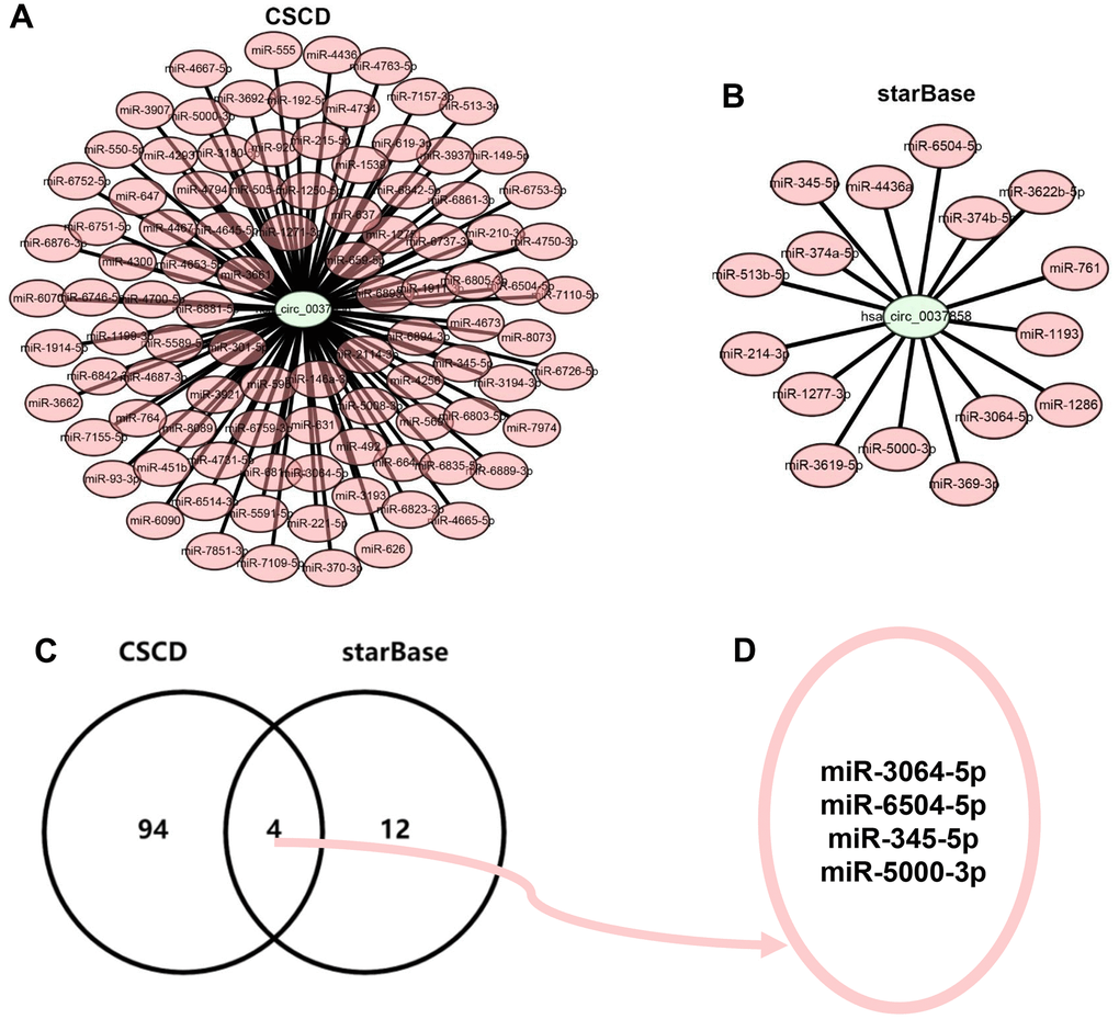 Identification of potential binding miRNAs of hsa