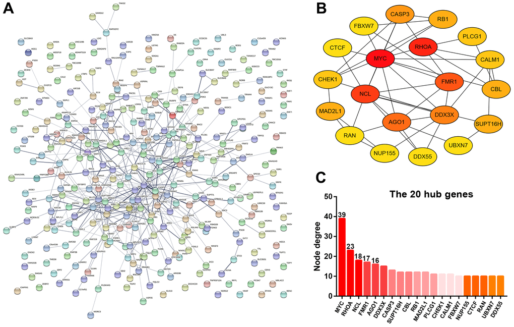 Protein-protein interaction (PPI) analysis for the target genes of miR-5000-3p. (A) The PPI network of target genes of miR-5000-3p established by STRING database. (B) The sub-PPI network of the top 20 hub genes among the target genes of miR-5000-3p constructed by Cytoscape. (C) The presentation of the top 20 hub genes and their corresponding node degree.
