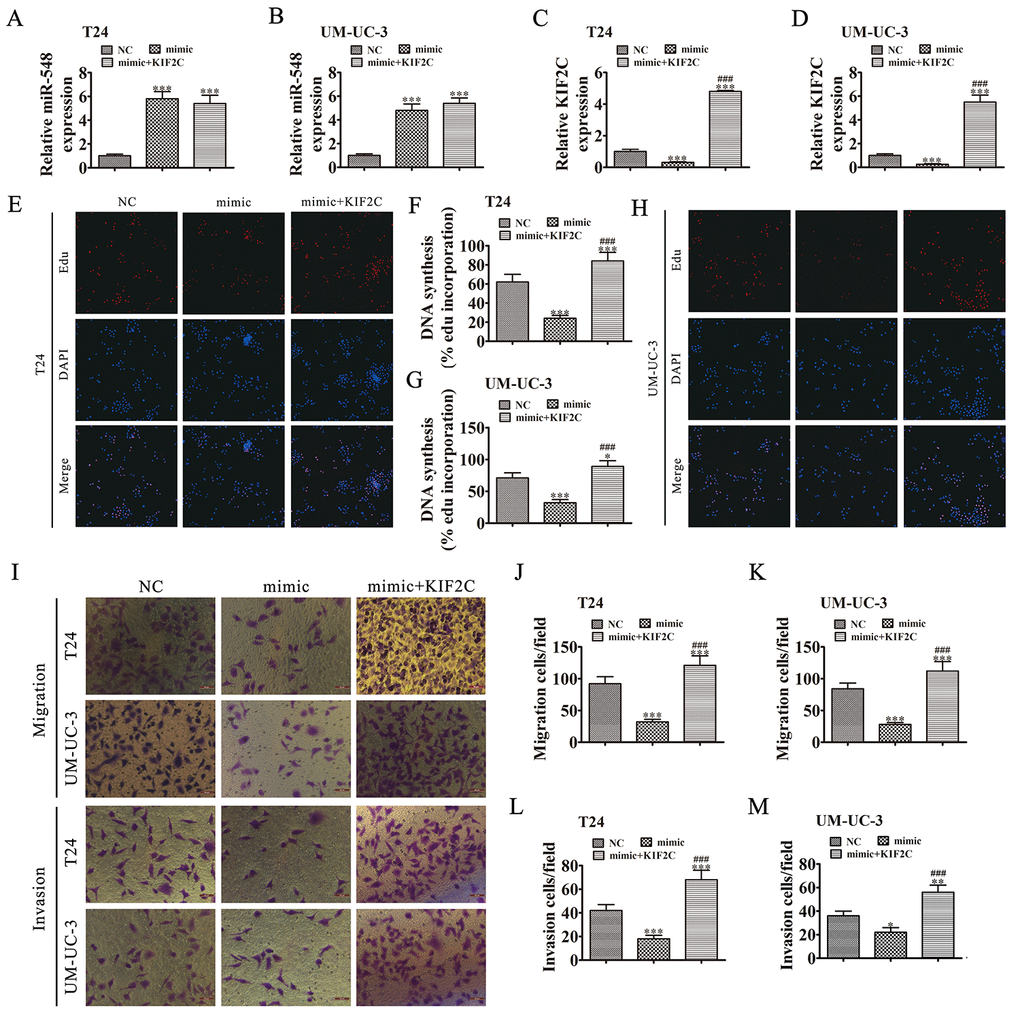 KIF2C overexpression reversed miR-548-induced cell migration, invasion, and growth inhibition in vitro. (A–D) T24 and UM-UC-3 cells were transfected with miR-548 mimics with or without the KIF2C overexpression vector. RT-qPCR shows the expression of miR-548 (A, B) and KIF2C (C, D) in T24 and UM-UC-3 cells. Data are denoted by the mean ± SD. ***P ###P E–H) EdU assay showing the proliferation of T24 (E, F) and UM-UC-3 (G, H) cells. Data are denoted by the mean ± SD. *P P ###P I–M) Cell migration and invasion were determined in T24 and UM-UC-3 cells by Transwell assays. Data are denoted by the mean ± SD. ***P ###P 