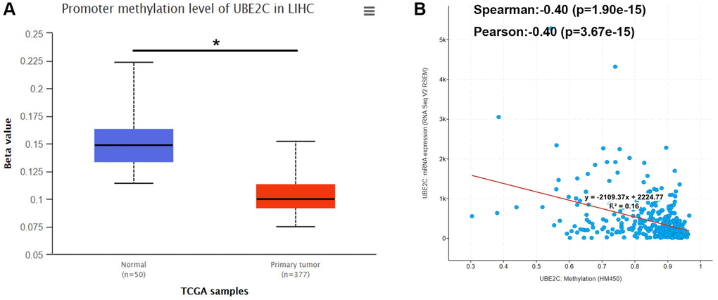 Promoter methylation level of UBE2C in HCC. (A) UBE2C promoter methylation level was significantly decreased in HCC compared with normal controls determined by UALCAN database. (B) UBE2C promoter methylation level was negatively linked to UBE2C mRNA expression determined by cBioPortal database. “*” represents P-value 
