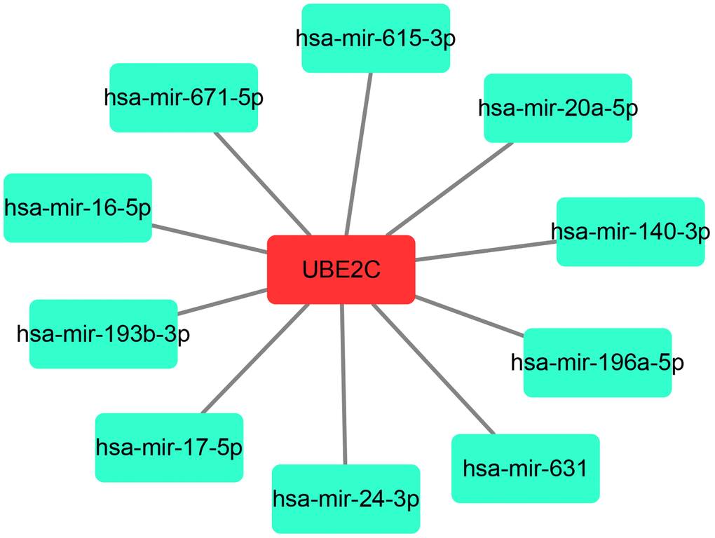 A potential miRNA-UBE2C regulatory network established by Cytoscape software (Version 3.6.0).