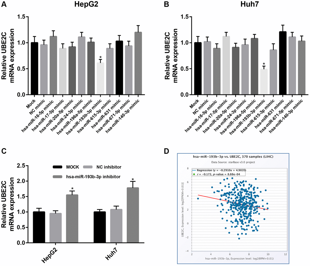 Identification of hsa-miR-193b-3p as a key regulator of UBE2C in HCC. Expression change of UBE2C after overexpression of 10 potential upstream miRNAs in HepG2 (A) and Huh7 (B) cell lines. (C) Expression change of UBE2C after silence of 10 potential upstream miRNAs in HepG2 and Huh7 cell lines. (D) Hsa-miR-193b-3p expression was significantly negatively correlated with UBE2C expression in HCC determined by starBase database. “*” represents P-value 