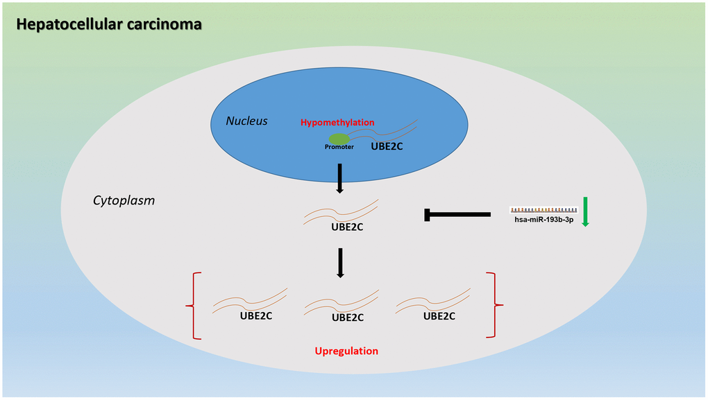 The dysregulated mechanism graph of UBE2C in HCC.