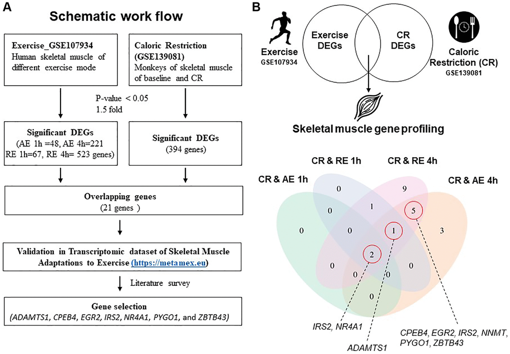 Schematic workflow and gene profiling in skeletal muscle. (A) Schematic workflow of analysis using GSE107934 and GSE139081 datasets. (B) Significantly regulated genes from exercise and CR presented in a Venn diagram. Abbreviations: AE: aerobic exercise; CR: caloric restriction; DEG: differentially expressed gene; RE: resistance exercise.