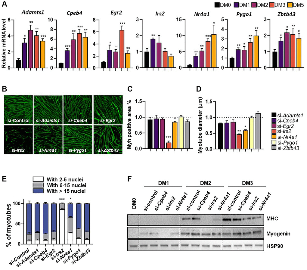 Expression patterns of selected genes during differentiation of C2C12 myotubes. (A) Relative gene expression of target genes in differentiating C2C12 cells at 0-, 1-, 2-, 3-, and 5-days post-induction. mRNA levels were normalized to 36b4 mRNA levels, as measured by qPCR analysis. The data are represented as mean ± SEM. Statistically significant differences are denoted as *p **p ***p B) Representative images of myosin heavy chain (MHC; green) immunostaining in myoblasts transfected with target genes and differentiated for 5 days. (C) Quantification of myotube myosin-positive (Myh+) areas, (D) myotube diameter, and (E) fusion index. (F) Western blot showing expression of MHC and myogenin, differentiation markers, during differentiation (0-, 1-, 2-, and 3-days). The data are represented as mean ± SEM. Statistically significant differences are denoted as *p **p ***p Con.