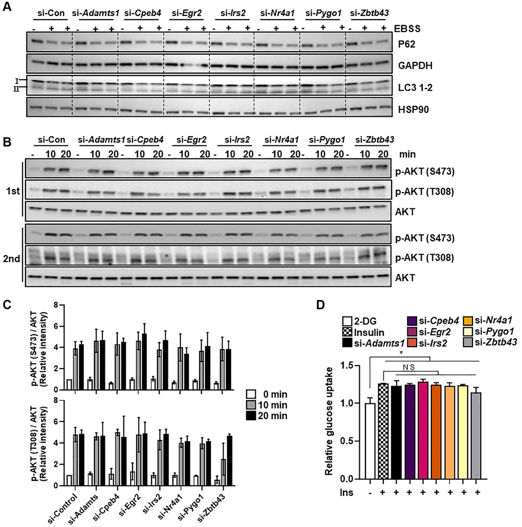 Selected genes do not regulate starvation-induced autophagy. (A) C2C12 myotube cells were transfected with selected genes or control siRNAs and exposed to EBSS for 6 h to induce autophagy. The autophagy markers LC3B-1/2 and P62 were measured in protein extracts using western blot analysis; GAPDH and HSP90 were used as loading controls. (B) The insulin signaling molecules p-AKT and AKT (C) were quantified using western blot analysis and densitometry (n = 3). (D) Glucose uptake in C2C12 myotubes transfected with selected genes (n = 3). All data are represented as mean ± SEM. Statistically significant differences are denoted as *p **p ***p 