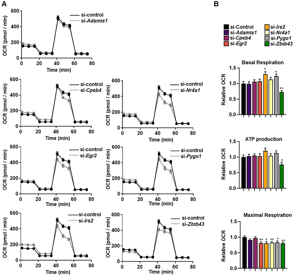 Selected genes regulate mitochondrial respiration. (A) The real-time oxygen consumption rate (OCR) of selected gene-transfected C2C12 myotubes was determined using a Seahorse XFe96 analyzer. (B) The area under the curve (AUC) values of basal respiration, ATP-linked respiration, and maximal mitochondrial respiration. OCRs were normalized to total cellular protein. All data are represented as mean ± SEM. Statistically significant differences are denoted as *p **p ***p 