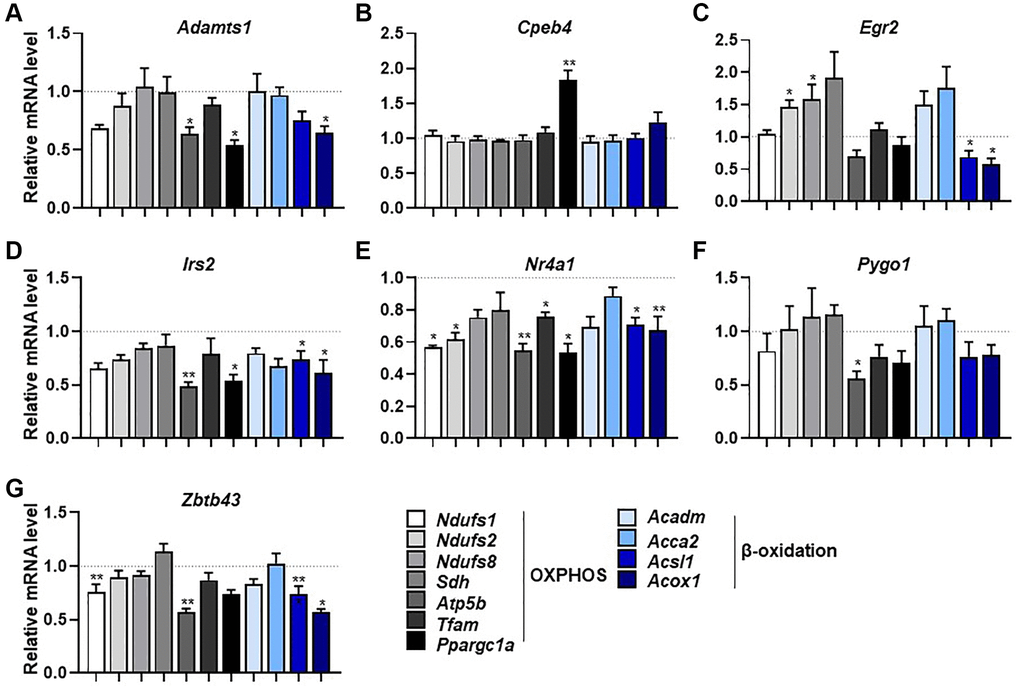 Selected genes regulate mitochondrial respiration and β-oxidation-associated gene expression. (A–G) mRNA expression of mitochondrial respiration-related genes (Ndufs1, Ndufs2, Ndufs8, Sdh, Atp5b, Tfam, and Ppargc1a) and β-oxidation-related genes (Acadm, Acca2, Acsl1, and Acox1) measured by qPCR in C2C12 myotubes with knockdown of selected genes (n = 3). All data are represented as mean ± SEM. Statistically significant differences are denoted as *p **p ***p 