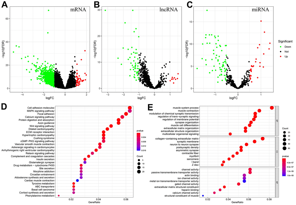Identification of DEmRNAs, DEmiRNAs, DElncRNAs, and enrichment analysis of genes associated with the MSI-related ceRNA network. (A–C) DEmRNAs, DElncRNAs and DEmiRNAs between MSIH and MSIL/S. (Red represents upregulated whereas green represents downregulated genes). (D, E) The KEGG and GO enrichment analysis of genes in the MSI-related ceRNA. (Based on the gene ratio, the top 30 KEGG pathways and top 10 GO terms are shown).