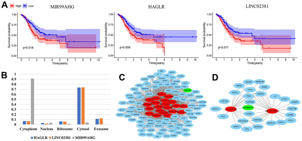 Construction of the final hub ceRNA network. (A) Three lncRNAs with prognostic significance: MIR99AHG, HAGLR and LINC02381. (B) Predicted location of MIR99AHG, HAGLR and LINC02381. (C) MIR99AHG-related ceRNA network. (D) The final hub ceRNA network with prognostic significance. (In the above network, green, red and blue circles represent lncRNA, miRNA and mRNA, respectively).