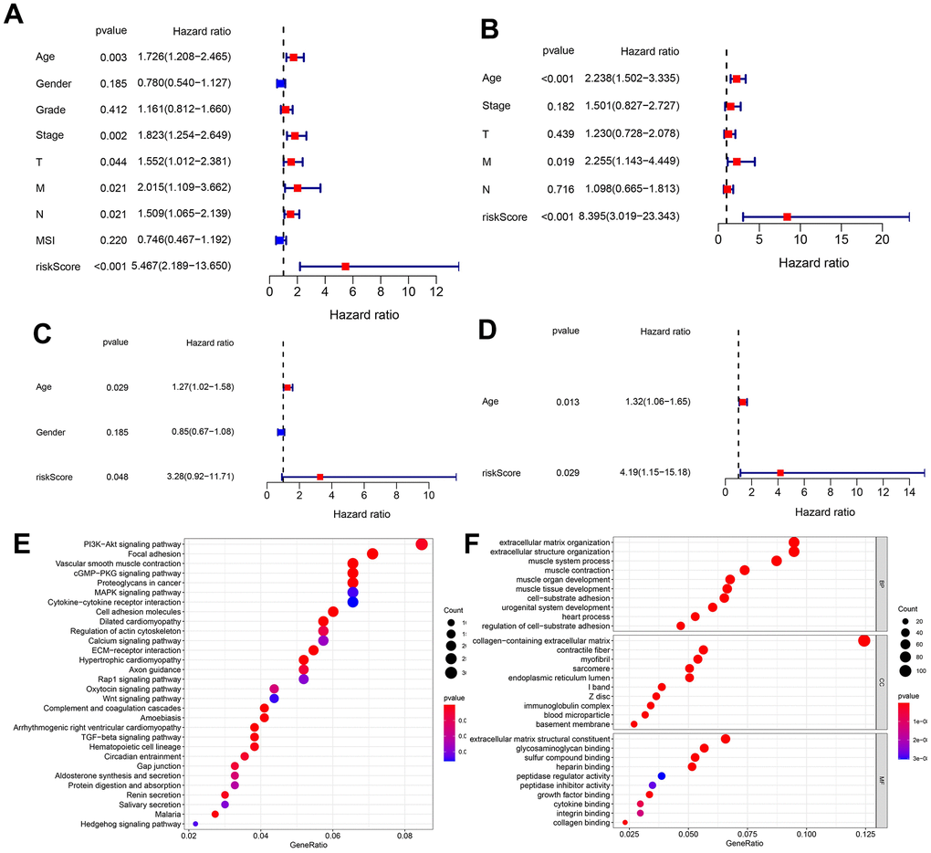 Unicox and multicox analyses, and enrichment analysis targeting the DEmRNAs in different risk groups. (A, B) Unicox and Multicox analyses in the TCGA database. (C, D) Unicox and Multicox analyses in the GEO database. (E, F) KEGG and GO analyses targeting DEmRNAs in different risk groups (According to gene ratio, the top 30 KEGG pathways and the top 10 GO terms are displayed for each category).