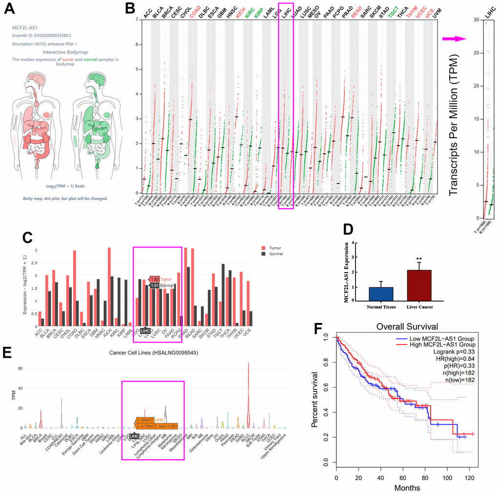 The profile of lncRNA MCF2L-AS1 in hepatocellular carcinoma. (A) Schematic diagram showed MCF2L-AS1 expression in various organs in the human body. (B, C) The database showed MCF2L-AS1 expression in normal tissues and liver cancer tissues. (D) qRT-PCR detected MCF2L-AS1 expression levels in HCC tissues and adjacent normal tissues. (E) The database showed MCF2L-AS1 expression in liver cancer cells. (F) K-M plotter showed the correlation between the MCF2L-AS1 level and the survival rate of HCC patients. (**, P