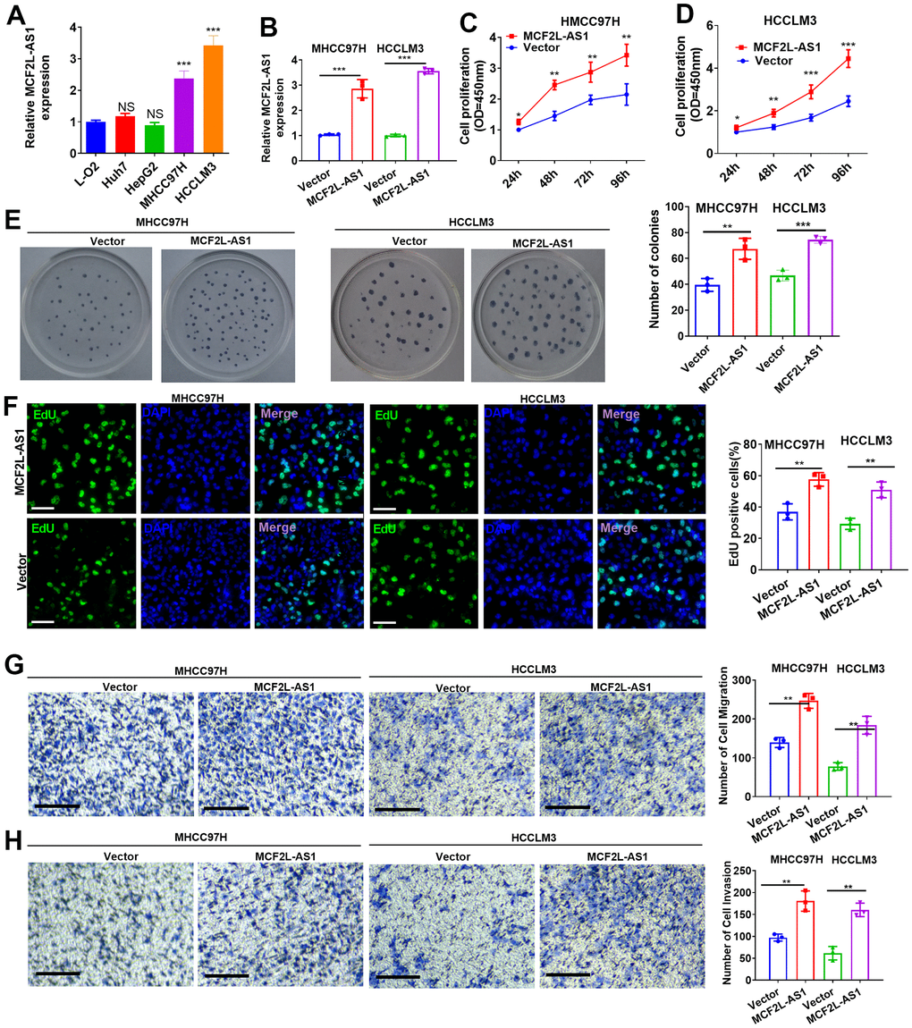 Effects of MCF2L-AS1 on cell proliferation, invasion and apoptosis. MCF2L-AS1 overexpression plasmids were transfected into MHCC97H and HCCLM3 cells. (A, B) MCF2L-AS1 profile was detected through qRT-PCR. (C, D) CCK8 assay detected MHCC97H and HCCLM3 cell proliferation. (E) Colony formation assay was conducted for detecting cell colony formation ability. (F) EdU staining was performed for evaluating cell proliferation. Scale bar=50 μm. (G, H) MHCC97H and HCCLM3 cell migration and invasion were tracked by Transwell. Scale bar=200 μm. * P