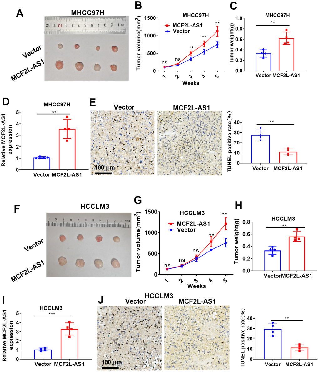 The effects of MCF2L-AS1 on HCC cell growth in vivo. MHCC97H and HCCLM3 cells were transfected along with MCF2L-AS1 overexpression plasmids and used for in vivo experiments. (A) Tumor images. (B) Tumor volume. (C) Weight of tumor. (D) RT-PCR was conducted for detecting MCF2L-AS1. (E) TUNEL staining kit was used for detecting cell apoptosis. (F) Tumor images. (G) Tumor volume. (H) Tumor weight. (I) RT-PCR was conducted for detecting MCF2L-AS1. (J) The TUNEL staining kit was used for detecting cell apoptosis. Scale bar=100 μm. Ns P>0.05, **P