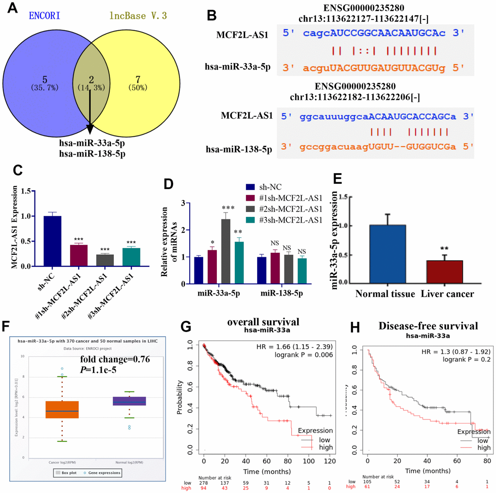 miR-33a-5p was a potential target of MCF2L-AS1. (A) The potential miRNA targets of lncRNA MCF2L-AS1 were predicted through two online databases, including ENCORI (https://starbase.sysu.edu.cn/) and lncBase V.3 (https://diana.e-ce.uth.gr/lncbasev3). The common miRNAs were analyzed via Venny’s diagram. (B) The binding sites of the two miRNAs on MCF2L-AS1 were shown. (C) The MCF2L-AS1 downregulation model was constructed. (D, E) MCF2L-AS1, miR-33a-5p and miR-138-5p levels were gauged via qRT-PCR. (F) The miR-33a-5p level in liver hepatocellular carcinoma (LIHC) tissues from the TCGA database were analyzed via ENCORI (https://starbase.sysu.edu.cn/). (G, H) K-M plotter evaluated the relationship between the miR-33a-5p level and the overall survival of LIHC patients.
