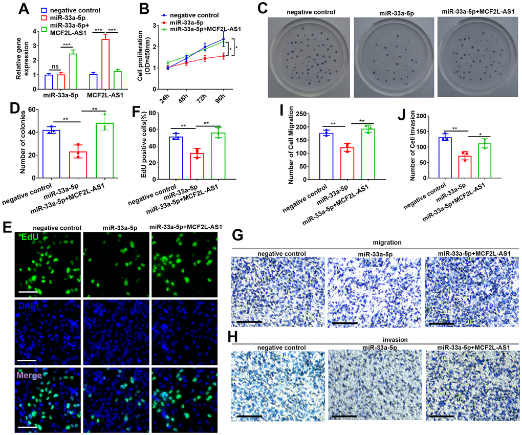 Effects of MCF2L-AS1-miR-33a-5p on MHCC97H cell proliferation, invasion and apoptosis. miR-33a-5p mimics and/or MCF2L-AS1 overexpression plasmids were transfected into MHCC97H cells. (A) miR-33a-5p and MCF2L-AS1 expression levels were verified by qRT-PCR. (B) CCK8 detected MHCC97H and HCCLM3 cell proliferation. (C, D) Colony formation experiment was conducted for detecting cell colony formation ability. (E, F) EdU staining was performed for evaluating cell proliferation. Scale bar=50 μm. (G–J) Transwell assay detected MHCC97H cell migration and invasion, Scale bar=200 μm. * P