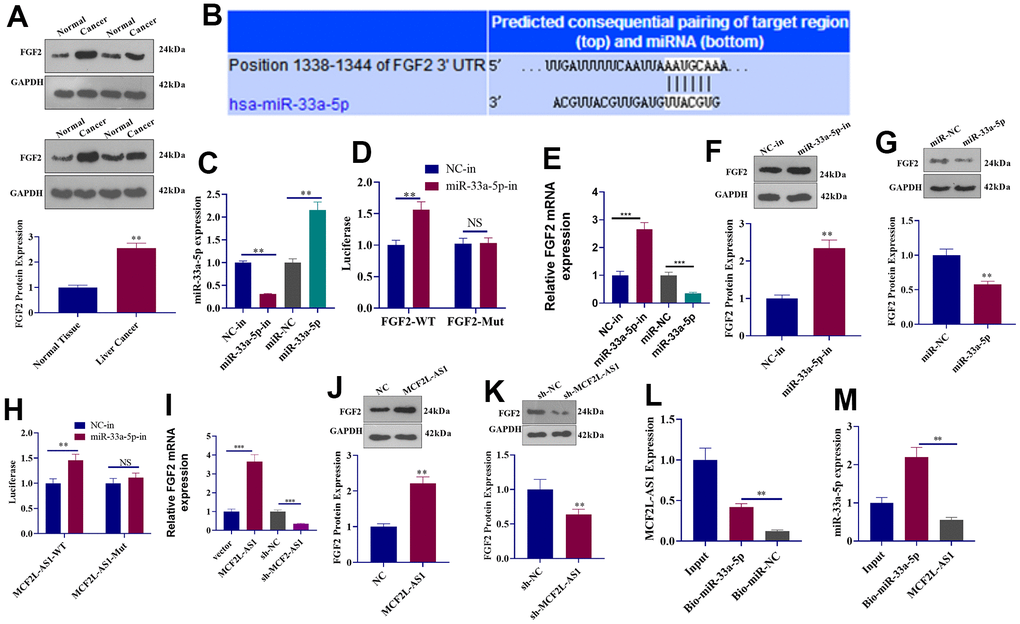 The regulatory mechanism of the lncRNA MCF2L-AS1-miR-33a-5p-FGF2 axis. (A) Western blot detected FGF2 protein expression in liver cancer tissues. (B) Targetscan forecast a binding site between miR-33a-5p and FGF2. (C) qRT-PCR checked the transfection efficiency of miR-33a-5p inhibitors and mimics. (D) The luciferase activity of 293T cells transfected with different vectors was confirmed through dual-luciferase reporter assay. (E) qRT-PCR checked the mRNA level of FGF2. (F, G) Western blot detected FGF2 protein expression. (H) The luciferase activity of 293T cells transfected with MCF2L-AS1-WT, MCF2L-AS1-Mut, the miR-33a-5p inhibitor or negative control was ascertained through dual-luciferase reporter assay. (I) qRT-PCR checked the mRNA level of FGF2. (J, K) Western blot detected FGF2 protein expression. (L, M) Pull-down assay and qRT-PCR detected the regulatory relationship between MCF2L-AS1 and miR-33a-5p. (**, P
