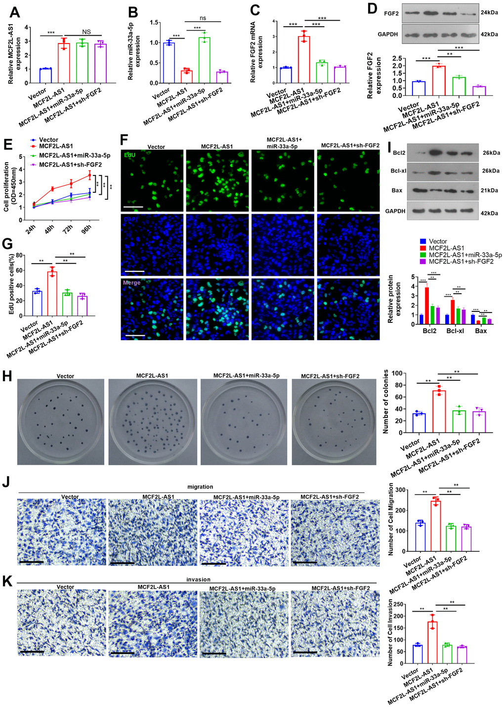 Effects of MCF2L-AS1-miR-33a-5p-FGF2 on MHCC97H cell proliferation, invasion and apoptosis. miR-33a-5p mimics or sh-FGF2 or MCF2L-AS1 overexpression plasmids were transfected into MHCC97H cells. (A, B) qRT-PCR detected MCF2L-AS1and miR-33a-5p expression levels. (C) qRT-PCR checked the mRNA level of FGF2. (D) Western blot was used for detecting FGF2 expression. (E) CCK8 assay detected MHCC97H and HCCLM3 cell proliferation. (F, G) EdU staining was performed for evaluating cell proliferation. Scale bar=50 μm. (H) Colony formation assay was conducted for detecting cell colony formation ability. (I) Western blot was conducted for evaluating apoptosis-related proteins, including Bcl2, Bcl-xl, and Bax. (J, K) Transwell assay detected MHCC97H cell migration and invasion, Scale bar=200 μm. NS P>0.05, * P