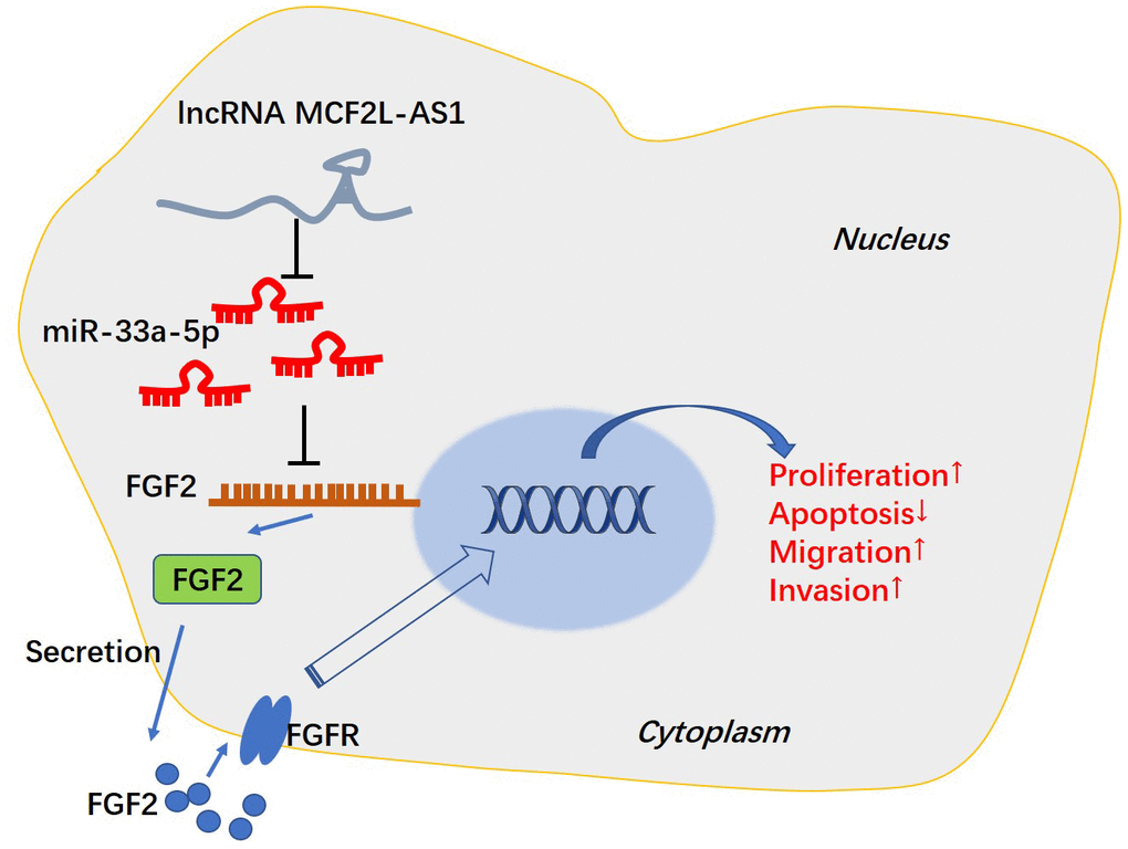 The mechanism of MCF2L-AS1-miR-33a-5p-FGF2 axis in HCC progression.
