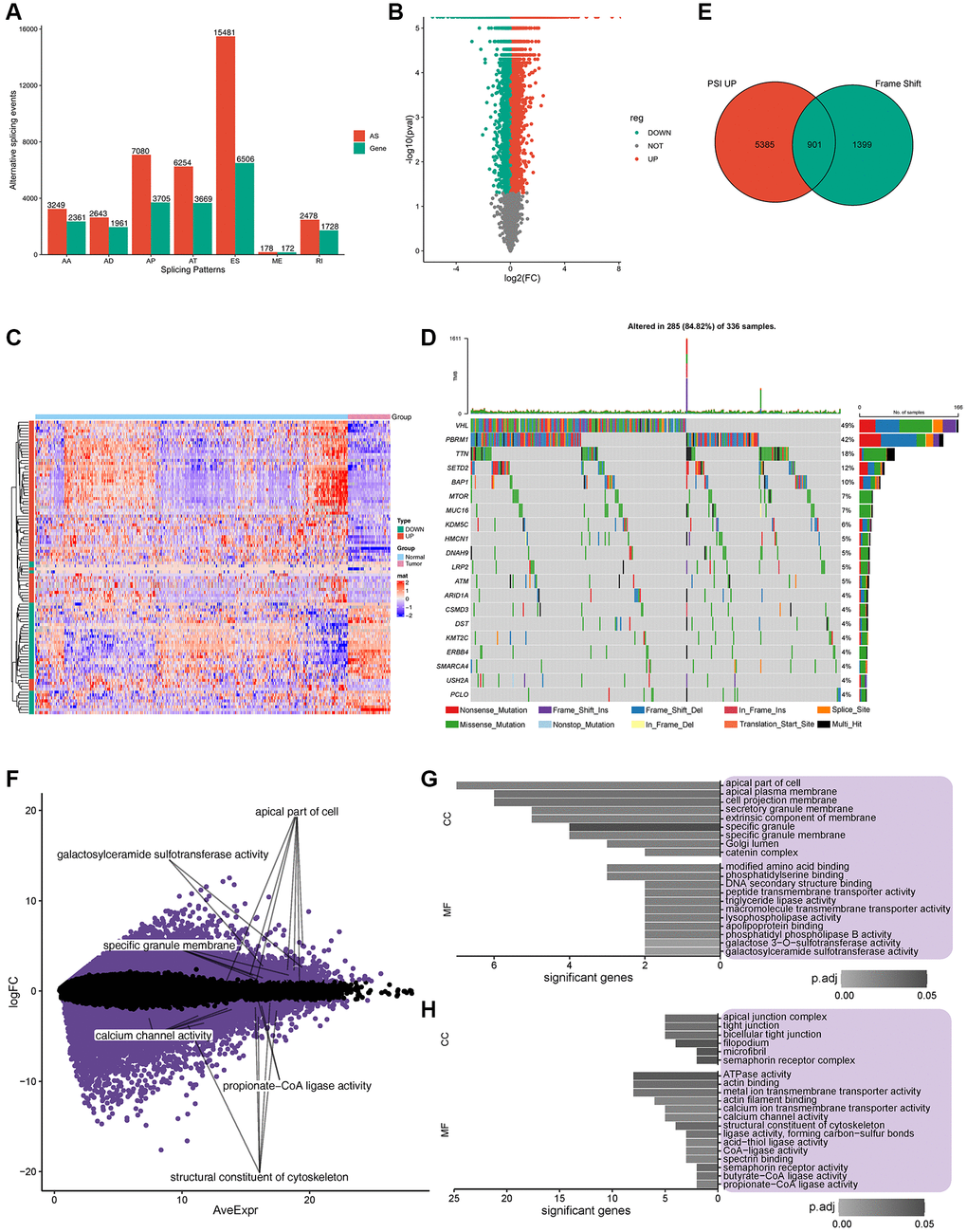 Potential antigen identification and enrichment of gene ontology (GO). (A) Overview of alternate splicing (AS) in ccRCC patients. (B) PSI of all the AS events, Green represents downregulated gene expression, while red represents upregulated gene expression. (C) Heatmap of PSI for the top 100 AS events. (D) Twenty highly mutated genes in ccRCC patients from TCGA cohort. (E) Total of 901 potential antigens were found in PSI, which were significantly upregulated after frame shift mutations, Green represents frame shift genes, while red represents PSI up genes. (F) Expression of 156 potential antigens was significantly regulated. (G, H). Frequency of somatic mutations and genes/patients involved. (G, H). GO enrichment of significantly upregulated/downregulated potential antigens.