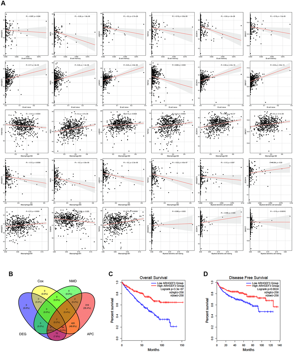 Potential antigens related to prognosis and antigen presenting cells (APC) in clear ccRCC patients. (A) ARHGEF3, ING3, LIMCH1, TMTC2, ZC3H14, and ZNF677 were closely related to APCs. (B) ARHGEF3 and ZNF677 were closely related to the expression difference, NMD factor difference, OS difference, and APC difference. (C) Effect of ARHGEF3 on overall survival rate in ccRCC patients. (D) Effect of ARHGEF3 on disease free survival rate in ccRCC patients.