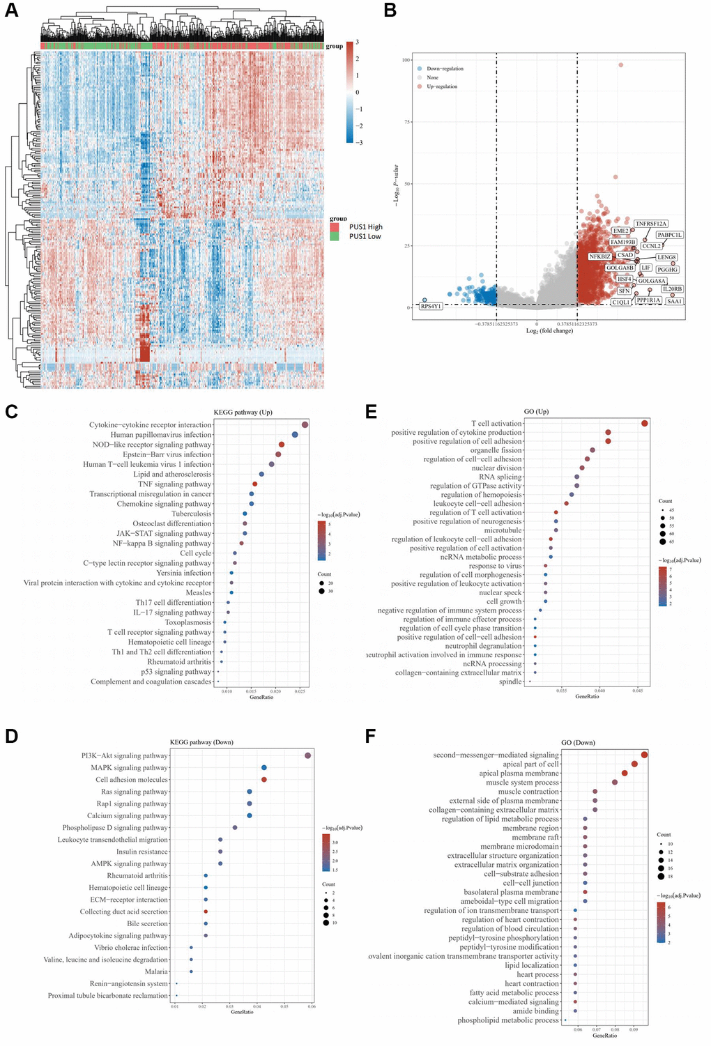 The differential mRNA expression between clear cell renal cancer and normal tissue. (A) Heatmap color indicates the differentially expressed genes (DEGs) by analyzing the KIRC data from TCGA database. (B) The volcano plots of DEGs in (A) were visualized. (C, D) GO analysis for enrichment of upregulated (C) and downregulated (D) signaling pathways significantly associated with PUS1 expression in KIRC. (E, F) KEGG analysis for enrichment of upregulated (E) and downregulated (F) signaling pathways significantly associated with PUS1 expression in KIRC.