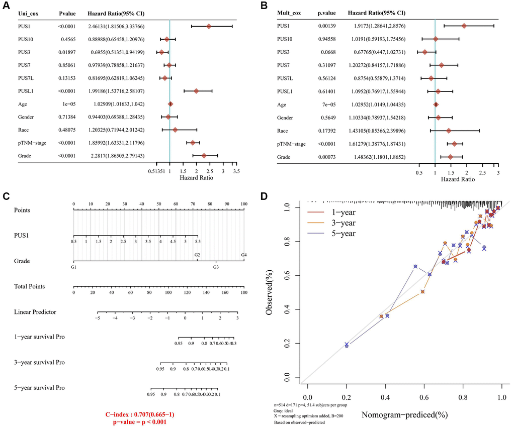 Construction of a predictive nomogram. (A, B) Univariate (A) and multivariate (B) Cox regression analyses were performed in renal cancer. (C) The nomogram gives 1-, 3- and 5-year overall survival in renal cancer. (D) The survival time of renal cancer dataset is displayed.