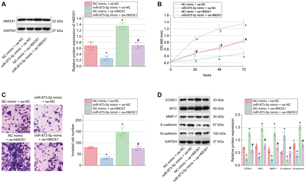 miR-873-5p impairs GBM cell proliferation and invasion by targeting HMOX1. T98G cells were transfected with miR-873-5p mimic, oe-HMOX1 or in combination. (A) Western blot of HMOX1 protein in T98G cells. (B) Proliferation of T98G cells measured by CCK-8 assay. (C) Invasion of T98G cells measured by Transwell assay. (D) Western blot of the CCND1, E-cadherin, MYC, MMP-7, and N-cadherin proteins in T98G cells. *p #p 
