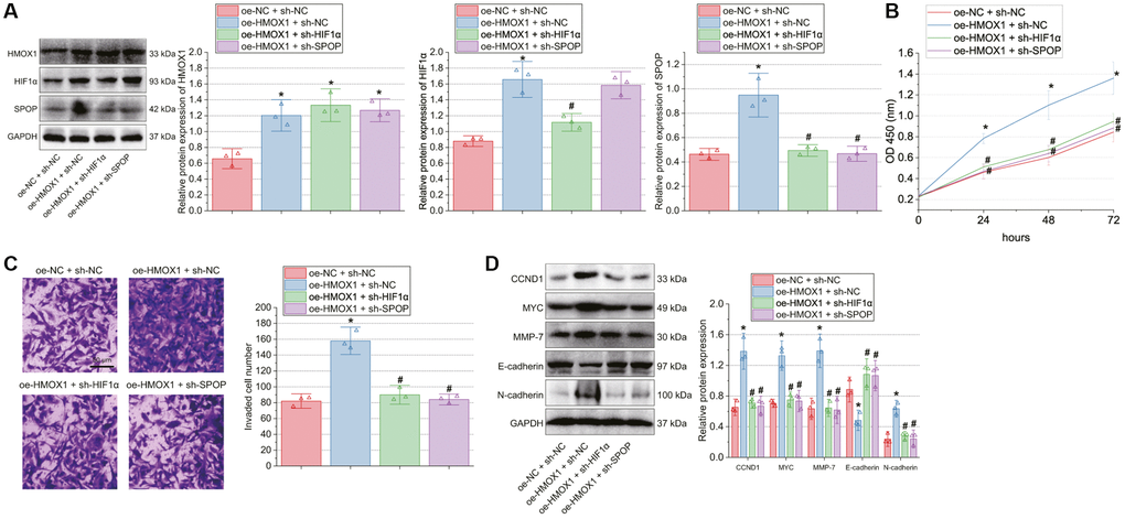 HMOX1 promotes GBM cell proliferation and invasion through activation of the HIF1α/SPOP signaling axis. T98G cells were transfected with oe-HMOX1, oe-HMOX1 + sh-HIF1α or oe-HMOX1 + sh-SPOP. (A) Western blot of HMOX1, HIF1α and SPOP proteins in T98G cells. (B) Proliferation of T98G cells measured by CCK-8 assay. (C) Invasion of T98G cells measured by Transwell assay. (D) Western blot of the CCND1, E-cadherin, MYC, MMP-7, and N-cadherin proteins in T98G cells. *p #p 