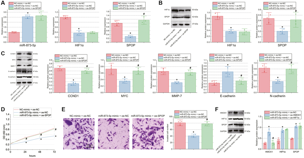 miR-873-5p inhibits GBM cell proliferation and invasion by inhibiting the HMOX1/HIF1α/SPOP signaling axis. T98G cells were transfected with miR-873-5p mimic alone or combined with oe-SPOP. (A) Expression of miR-873-5p, HIF1α and SPOP in T98G cells determined by RT-qPCR. (B) Western blot of HIF1α and SPOP proteins in T98G cells. (C) Western blot of the CCND1, E-cadherin, MYC, MMP-7, and N-cadherin proteins in T98G cells. (D) Proliferation of T98G cells measured by CCK-8 assay. (E) Invasion of T98G cells measured by Transwell assay. (F) Western blot of HMOX1, HIF1α, and SPOP proteins in T98G cells transfected with miR-873-5p mimic alone or combined with oe-HMOX1 or oe-HIF1α. *p #p 