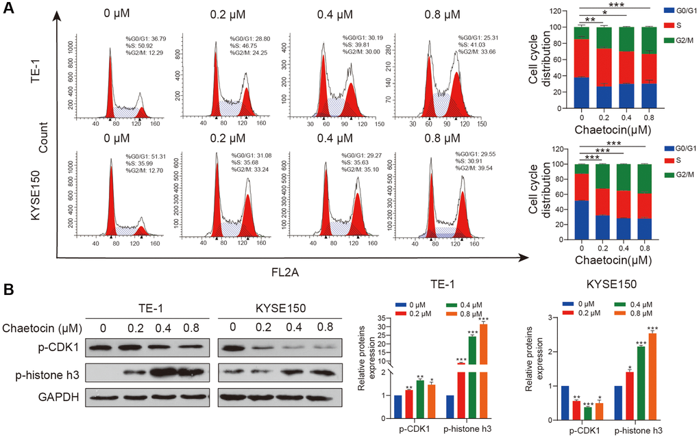 Chaetocin triggers mitotic arrest in ESCC cells. (A) TE-1 and KYSE150 cells were treated with the indicated concentrations of chaetocin (0, 0.2, 0.4 and 0.8 μM) for 24 h. The cell cycle distribution was analyzed using flow cytometry. The values indicate the mean ± SD of three independent experiments. *P **P ***P B) Protein expression of p-CDK1 and p-histone h3 was detected using western blot analysis. GAPDH was used as the loading control. Blots presented here are representative of three independent experiments. *P **P ***P 