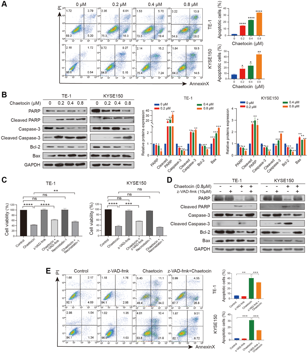 Chaetocin induces ESCC cells apoptosis in a caspase-dependent manner. (A) TE-1 and KYSE150 cells were treated with the indicated concentrations of chaetocin for 24 h, and apoptotic rates were detected using Annexin V/PI staining and flow cytometry. Results are shown as mean ± SD of three independent experiments. *P **P ***P ****P B) Western blot analysis of PARP, Cleaved PARP, caspase-3, cleaved-caspase-3, Bax and Bcl-2 following treatment with 0–0.8 μM chaetocin for 24 h. GAPDH was utilized as an internal standard. Blots presented here are representative of three independent experiments. *p **p ***p C) TE-1 and KYSE150 cells were pretreated with Z-VAD-FMK (10 μM, 2 h) or necrostatin-1 (20 μM, 2 h) before chaetocin treatment (0.8 μM, 24 h), and the cell viability was analyzed by CCK8 assay. (D) Expression levels of PARP, Cleaved PARP, caspase-3, cleaved-caspase-3, Bax and Bcl-2 were detected by western blot. GAPDH was used as the loading control. (E) Apoptosis was analyzed by flow cytometry. Results in (C) and (E) are shown as mean ± SD of three independent experiments. **P ***P ****P 