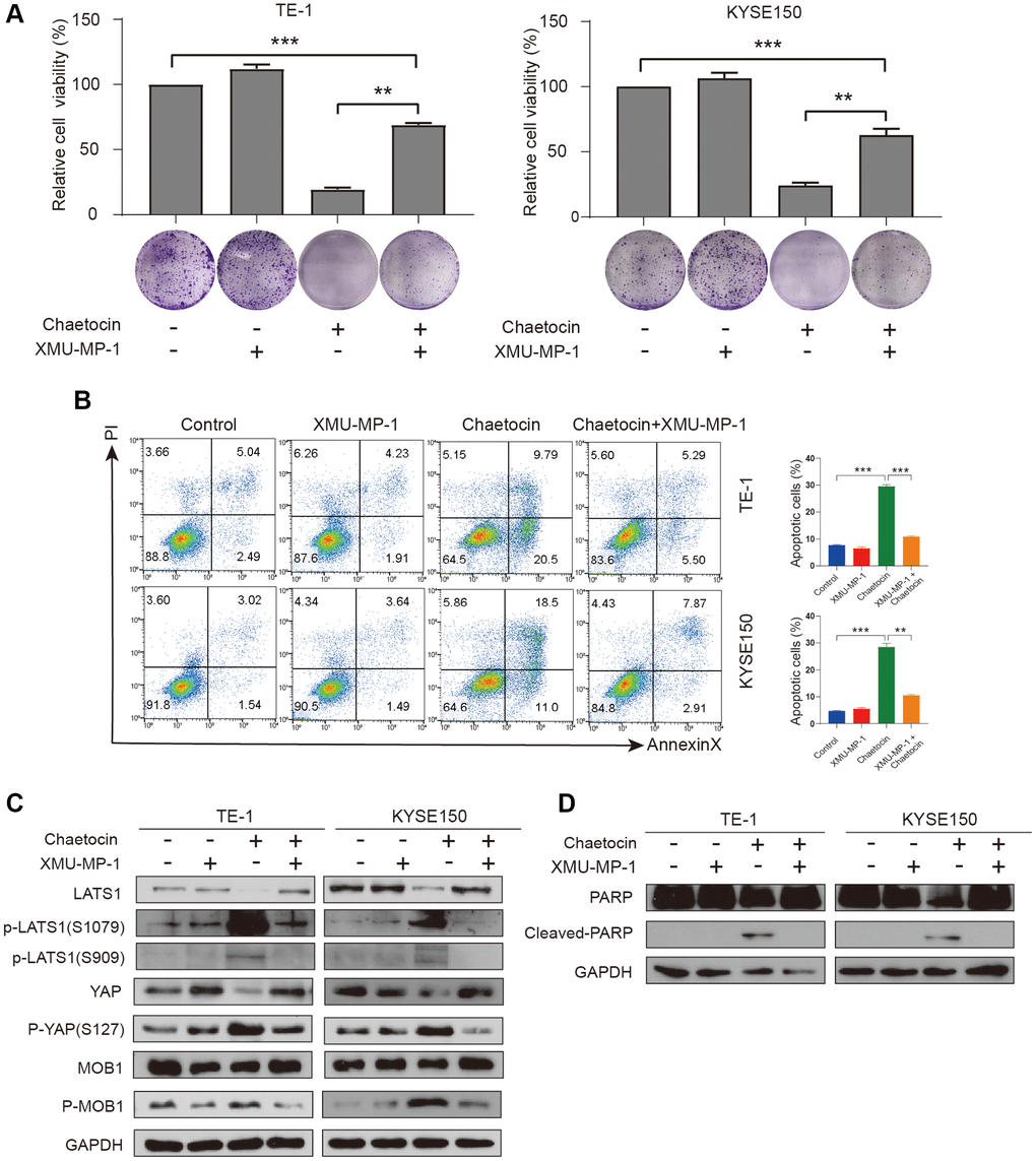 XMU-MP-1 reverses inhibition and apoptosis of TE-1 and KYSE150 cells proliferation by chaetocin. (A) TE-1 and KYSE150 cells were treated with chaetocin (0.8 μM) in the presence and absence of 1 μM XMU-MP1. The cell viability was examined by CCK-8. The colony formation was evaluated after 7 days. (B) Apoptosis was measured by flow cytometry. Results were shown as mean ± SD of three independent experiments. **P ***P C) Expression levels of Hippo pathway proteins were analyzed through western blot. GAPDH was used as the loading control. (D) Expression levels of PARP, Cleaved PARP were detected by western blot. GAPDH was used as the loading control.