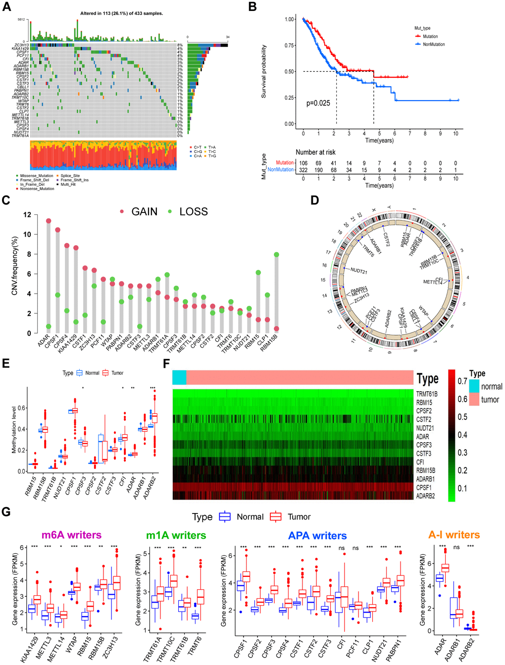 The landscape of genetic, epigenetic, and transcriptional alterations of RNA modification “writers” in gastric cancer. (A) Mutational frequency of the 26 RNA modification “writers” in 433 GC patients from the TCGA-STAD cohort. Each column represents individual patients. Upper bar plots show TMB, and numbers on the right indicate the mutational frequency in each “writer”. Right bar plots show the proportion of each variant type. Stacked bar plots below show the fraction of conversions in each sample. (B) Kaplan–Meier curve showing the overall survival status of patients with mutations (red curve) in one or more of the 26 writers or without mutations (blue curve) in the TCGA-STAD cohort. The grouping status of the STAD patients is indicated at the bottom of the chart. P C) CNV variation frequency of the 26 writers in the TCGA-STAD cohort. The height of the column represents the alteration frequency. Red dots represent deletion frequency; blue dots represent amplification frequency. (D) Location of the CNV alterations of RNA modification writers on 23 chromosomes from the TCGA cohort. (E) The methylation level of some writers between normal and gastric cancer tissues. In the box plot, blue represents normal tissues, and red represents cancer tissue. The upper and lower ends of the boxes represent the interquartile ranges of values. Lines in the boxes represent median values. Blue or red dots show outliers. Asterisks above the boxes represent the p-value (*P F) Heatmap of the methylation level of some writers. Methylation levels of these writers increase gradually with the color changes from green to red. (G) Expression levels of the 26 writers were composed of four types of RNA modification between normal and gastric cancer tissues. The description of the box plots is as in (E).