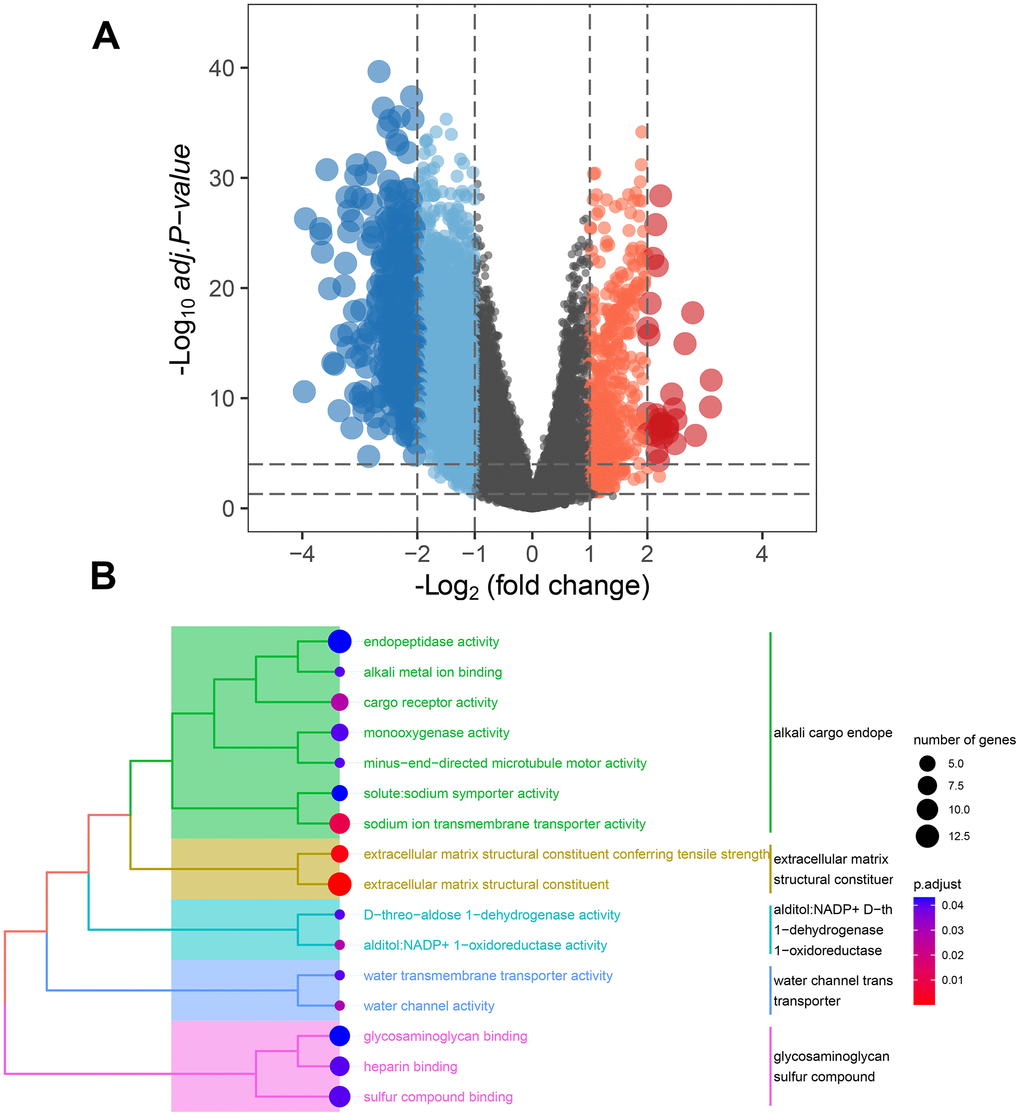 Underlying function analysis of DEGs in two clusters identified by MMRGs. (A) Volcano plot of DEGs in two clusters. (B) Function enrichment analysis of DEMMRGs.