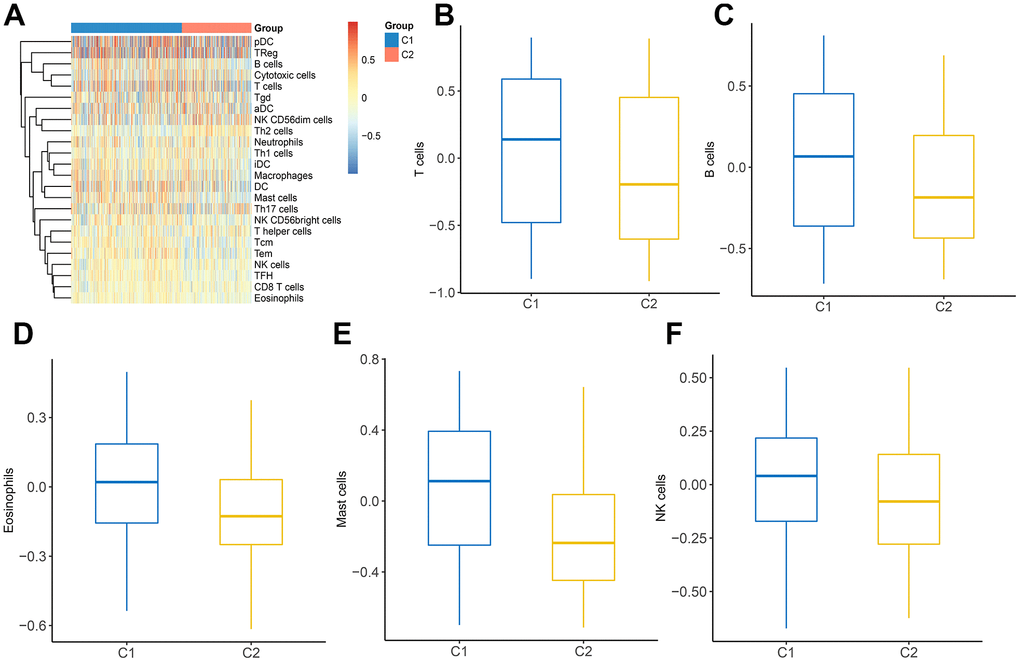 The landscape of immune infiltration between two clusters. (A) Heatmap of immune cell infiltration in two clusters. (B–F) The distribution of various immune cells in C1 and C2 was shown as a box plot.