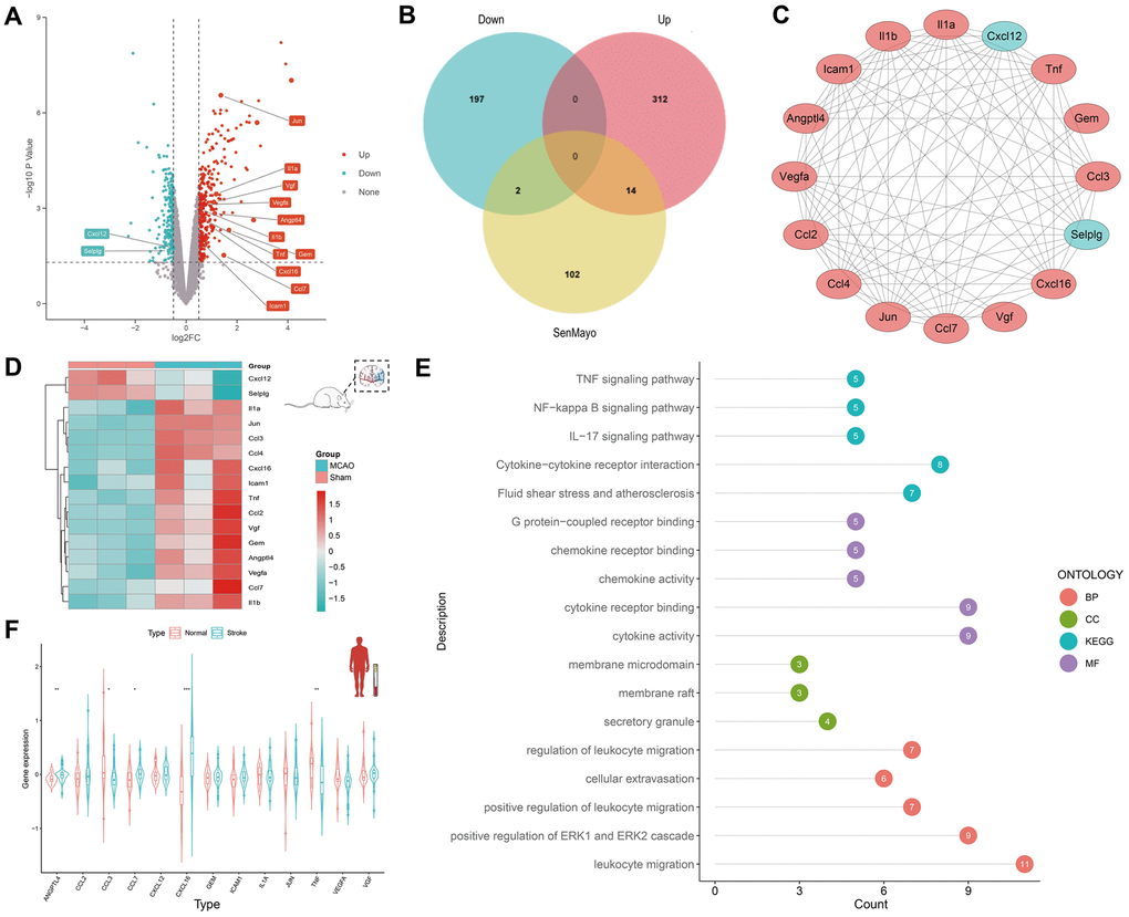 Discovery of SRGs in rat MCAO model and human peripheral blood. (A) The volcano plot for DEGs of brain tissue in GSE163654. The genes related to cellular senescence were labeled. Red represents high gene expression and blue represents low expression. (B) The Venn plot for the distribution of DEGs. (C) The protein-protein interaction network for SRGs. (D) The heatmap for SRGs in GSE163654. (E) GO/KEGG pathway analysis and protein interaction network of SRGs. The color of the proteins corresponds to the pathway and the number shows the count of genes. (F) The violin plot for SRGs of human peripheral blood in GSE16561. *p 