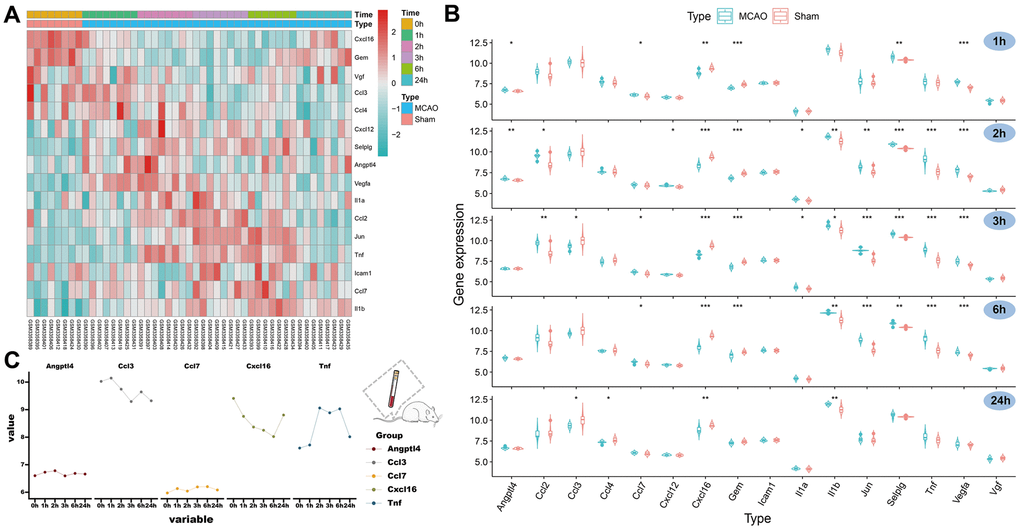 Expression of SRGs in the rat peripheral blood and identification of HSRGs. (A) The heatmap for SRGs in GSE119121 at different time points. (B) The violin plot for SRGs in GSE119121. (C) The line graph describes the variation trend of HSRGs expression at different time points.