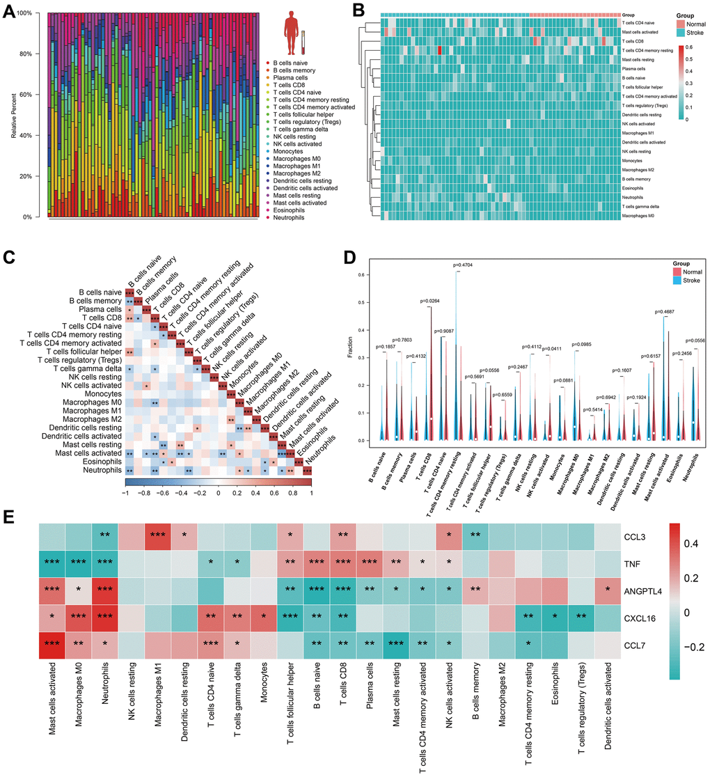 Immune cell infiltration analysis in human peripheral blood. (A, B) The landscape of immune infiltration between IS and normal groups in GSE16561. (C) Correlation matrix of all 22 immune cell subtype compositions. Higher, lower, and the same correlation levels are displayed in red, blue, and white. (D) Comparison of 22 immune cell subtypes between patients in IS and normal groups. (E) The heatmap for HSRGs in 22 immune cell subtype compositions.