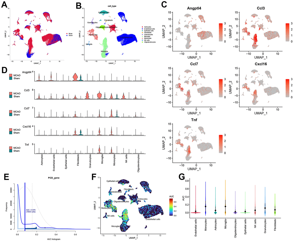 The scRNA-seq reveals the expression of HSRGs in mouse brains. (A) Cluster analysis of scRNA-seq in GSE174574 dataset. Red represents the cells in the MCAO group and blue represents the cells in the Sham group. (B) Cell cluster identification was obtained in (A). Different colors represent different cell clusters, with a total of 9 identified. (C) Distribution of HSRGs expression in different cell clusters. Compared with the Sham group, red represents the high expression of genes in the IS group. (D) Quantified expression of HSRGs in different cell clusters. (E) The distribution of cell AUC value, an AUC value greater than 0.078 were adopted. (F) Distribution of HSRGs expression in different cell clusters based on AUC value. (G) Quantified AUC value of HSRGs in different cell clusters.