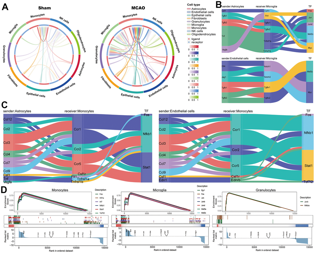 Intercellular communication analysis based on scRNA-seq. (A) The intercellular communication in the MCAO and sham groups. Microglia (B) and monocytes (C) as receivers assessed the cellular interactions with astrocytes and monocytes. (D) The TF enrichment plot in monocytes, microglia, and granulocytes.