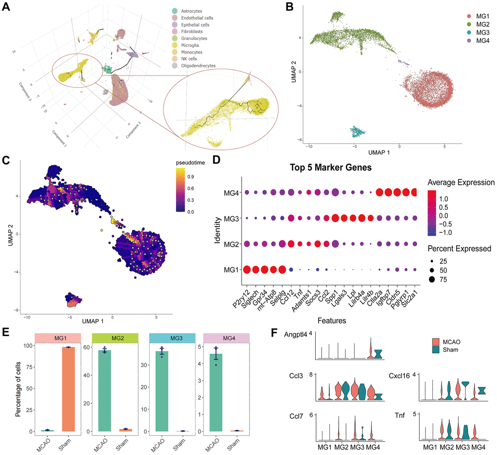 Cell trajectory analysis and identification of microglia. (A) 3D images of cell trajectories and the microglia part are amplified. (B) Individual clustering and UMAP mapping for microglia. (C) Cell trajectories of the microglia. (D) The bubble pattern of the top five cell marker genes in four microglia clusters. (E) Distribution of four cell clusters in the IS and Sham groups. (F) Quantified expression of HSRGs in four cell clusters.