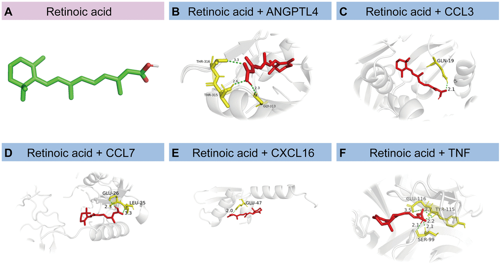 Molecular docking of proteins corresponding to HSRGs and retinoic acid. (A) The structural diagram of retinoic acid. (B–F) Docking simulation of proteins and small molecule compounds.