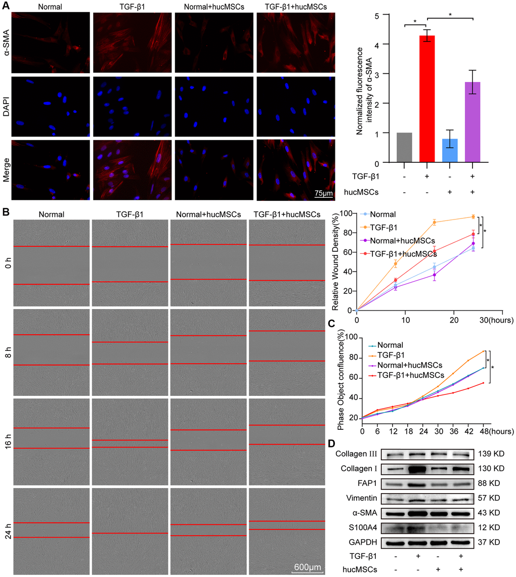 hucMSCs treatment repressed pulmonary fibrosis in TGF-β1-treated MRC-5 cells. (A) Immunofluorescence staining showed the spindle-shaped cells, enhanced cell proliferation, and a-SMA increase in the TGF-β1 group. hucMSCs treatment repressed a-SMA and cell proliferation. Blue indicates nucleus marked with DAPI, and red indicates a-SMA in cytoplasm. (B) Cell scratch assay monitored with an IncuCyte S3 instrument validated that the migration was promoted by TGF-β1 treatment and inhibited by hucMSCs treatment. (C) IncuCyte S3 instrument detected showed that TGF-β1 promoted cell proliferation compared with that in the normal group. hucMSCs treatment weakened cell proliferation compared with that in the TGF-β1-treated group. (D) Western blot analysis revealed that the expression of FAP1, S100A4, α-SMA, vimentin, collagen I, and III substantially decreased in the hucMSCs-treated group compared with that in the TGF-β1-treated group. Each bar represents the mean ± SD; n = 6; *p 