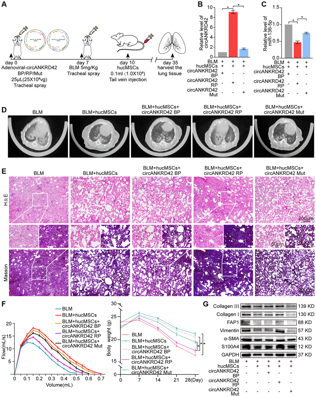 Rescue experiments proved that hucMSCs treatment alleviated pulmonary fibrosis by regulating the upstream circANKRD42-miR-136-5p of YAP1 in mice. (A) Schematic of the administration of overexpressed circANKRD42, circANKRD42 mutation, BLM, or hucMSCs into mice. (B) qRT-PCR revealed that circANKRD42 was substantially upregulated in overexpressed circANKRD42 group compared with other groups and reversed the inhibitory effect of hucMSCs treatment. The effect of circANKRD42 mutation was weaker than that of overexpressed circANKRD42. (C) circANKRD42 overexpression reversed the upward trend of miR-136-5p caused by hucMSCs treatment, and the effect of circANKRD42 mutation on miR-136-5p was weaker than that of overexpressed circANKRD42. (D) MicroCT imaging system for small animal showed that circANKRD42 overexpression reversed the therapeutic effect of hucMSCs and aggravated the degree of fibrosis. The effect of circANKRD42 mutation on fibrosis was weaker than that of overexpressed circANKRD42. (E) H&E and Masson staining exhibited that BLM caused excessive collagen deposition, bulk fibroblast paraplasm displacing alveolar space in lung tissues, and near disappearance of alveoli pulmonis. Fibrosis was improved in the BLM+hucMSCs group. Overexpressed circANKRD42 reversed the therapeutic effect of hucMSCs, but the effect of circANKRD42 mutation was weaker than that of overexpressed circANKRD42. (F) BLM deteriorated the lung function and body weight. Overexpressed circANKRD42 reversed the ameliorating effect of hucMSCs on the lung function and body weight. The effect of circANKRD42 mutation on the lung function and body weight was weaker than that of overexpressed circANKRD42. (G) Western blot identified that BLM promoted the expression levels of fibrotic and differentiation proteins. Overexpressed circANKRD42 reversed the effect of hucMSCs on these proteins. The effect of circANKRD42 mutation was weaker than that of overexpressed circANKRD42. Each bar represents the mean ± SD; n = 6; *p 