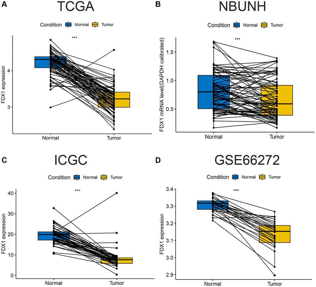 Comparison of paired FDX1 mRNA expression levels in ccRCC. (A) Boxplot of paired FDX1 expression levels in TCGA dataset (KIRC) (N = 72, T = 72). (B) Boxplot of paired FDX1 expression levels in the NBUNH dataset (N = 75, T = 75). (C) Boxplot of paired FDX1 expression levels in the ICGC dataset (RECA-EU) (N = 45, T = 45). (D) Boxplot of paired FDX1 expression levels in the GEO dataset (GSE66272) (N = 25, T = 25).