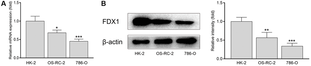 mRNA (A) and protein levels (B) of FDX1 in renal cancer cells and normal kidney cells. *P **P 